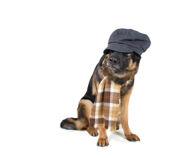 Cão engraçado bonito vestindo um boné liso e um lenço — Fotografia de Stock
