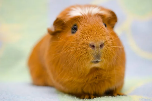 Cerdo de Guinea — Foto de Stock