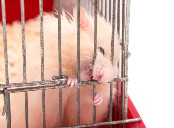 Hamster féroce rongeant sur les barres de cage — Photo