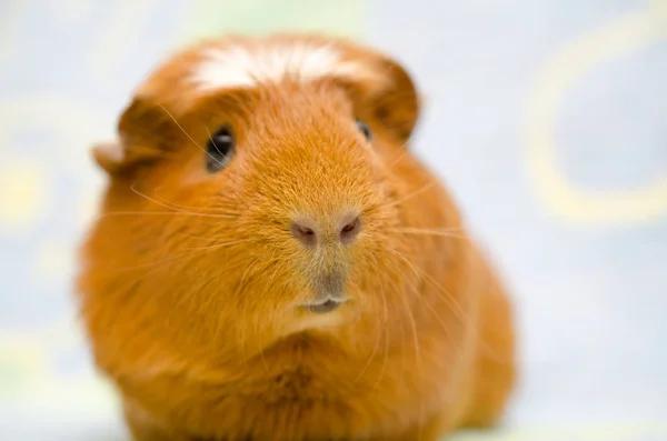 Cerdo de Guinea — Foto de Stock