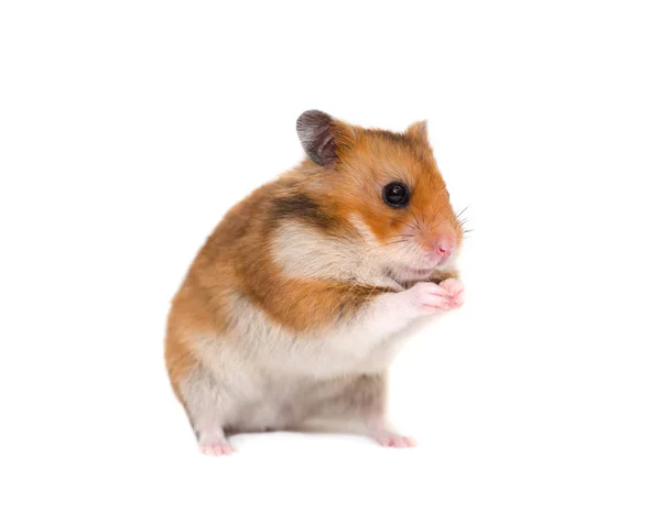 Hamster — Stock Photo, Image