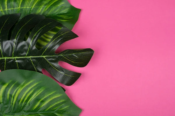 Folhas de Monstera e Calathea — Fotografia de Stock