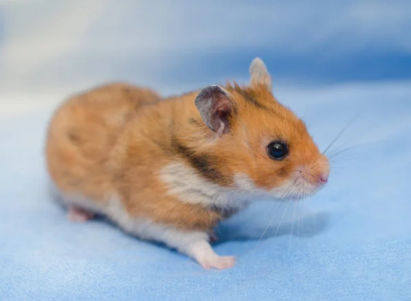 Hamster — Stockfoto