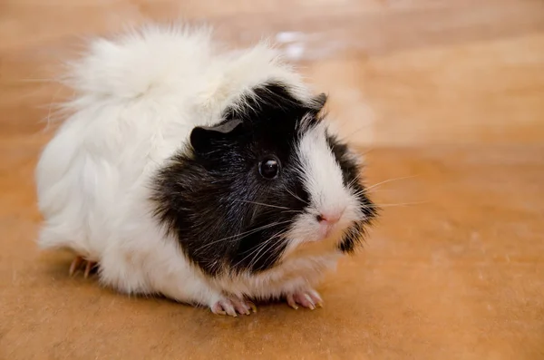 Cerdo de Guinea Abisinio — Foto de Stock