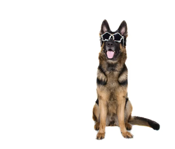 Vicces német juhászkutya visel elbűvölő napszemüveg — Stock Fotó