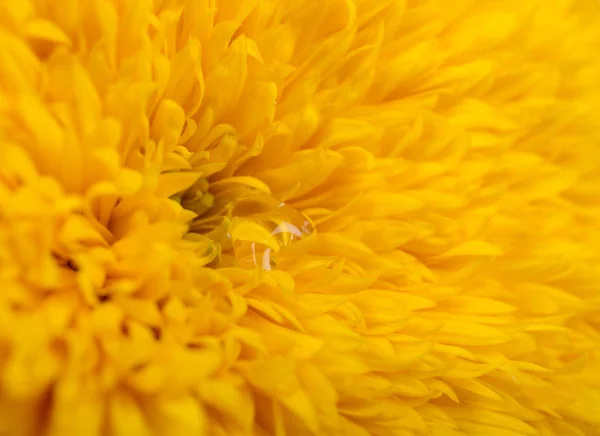 Лепестки ярко-желтого подсолнуха с каплей воды — стоковое фото