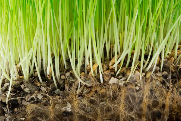 Jasně zelená tráva a kořeny — Stock fotografie