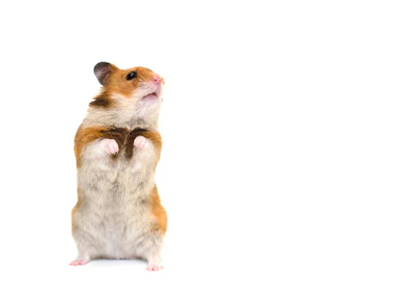 Hamster — Stockfoto