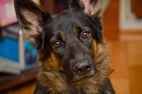 Alman çoban köpeği