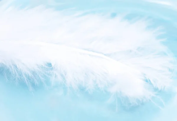 White feather — Stock Photo, Image