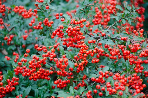 Rowan berries — Stock Photo, Image