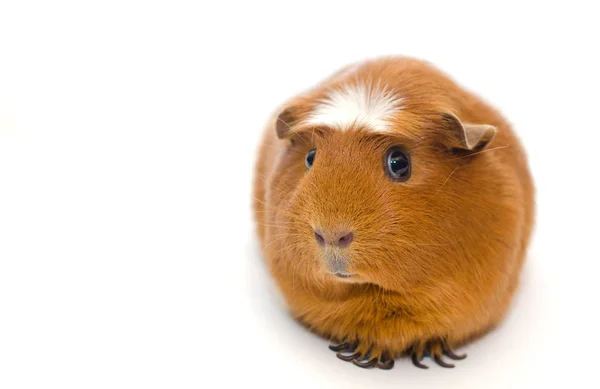 Guinea pig — Stock Photo, Image