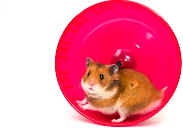hamster