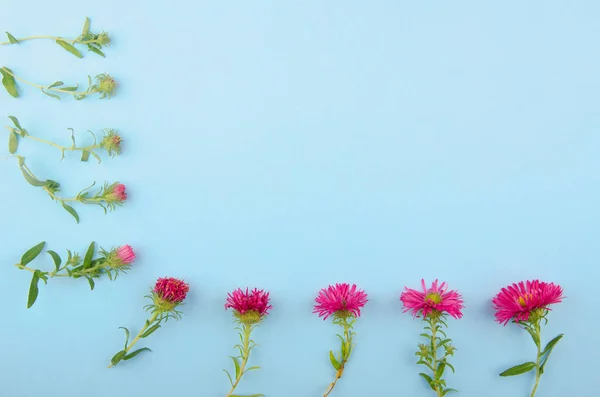 Pink aster flowers in a line