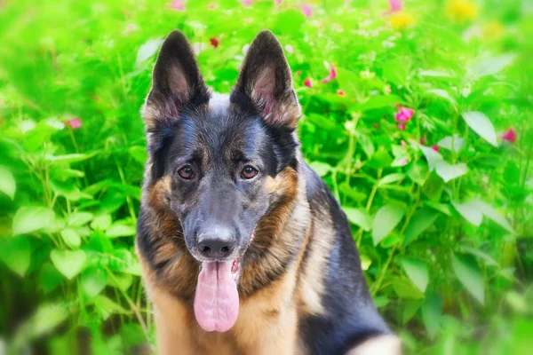 明るい花の背景に対するドイツの羊飼い — ストック写真