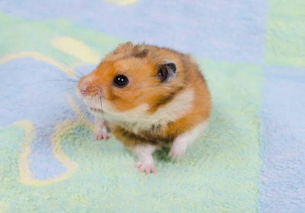 Cute Syrian hamster on a bright background — Stock Photo, Image