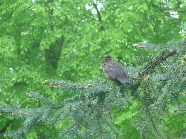 Nightingale — Stock Photo, Image