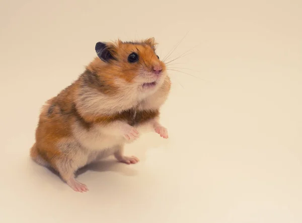 Schattige Syrische hamster met voedsel in de Wang zakjes — Stockfoto