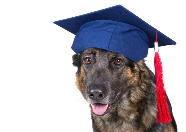 Mezuniyet şapkası takan Alman çoban köpeği