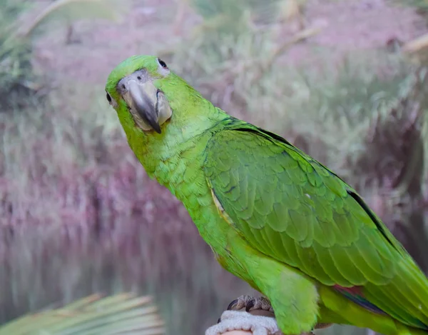 Papagaio Amazônia engraçado bonito — Fotografia de Stock