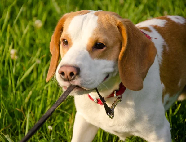 Beagle cucciolo — Foto Stock