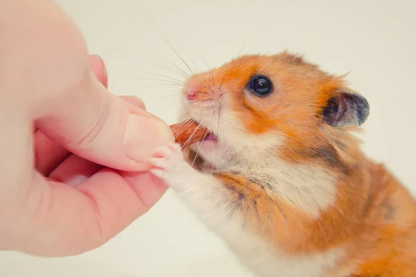 Greedy hamster — Stock Photo, Image