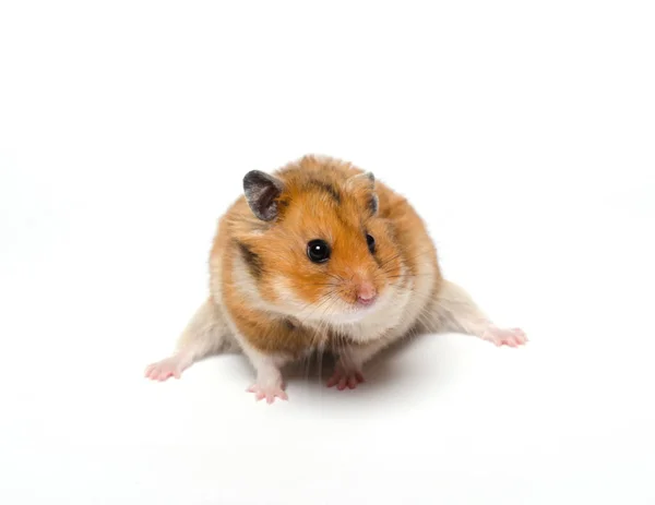 Bonito hamster sírio engraçado — Fotografia de Stock