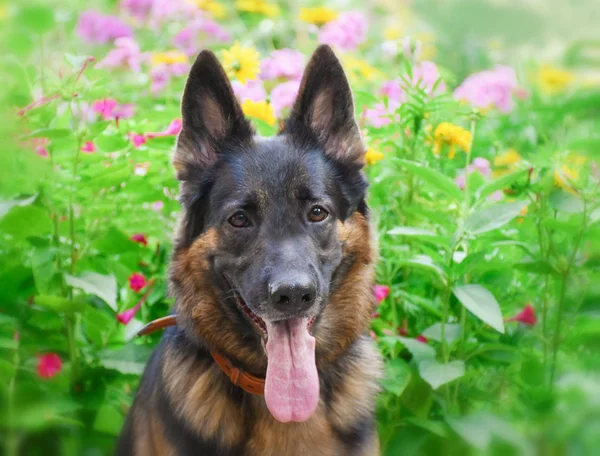 明るい花の背景に対するドイツの羊飼い — ストック写真