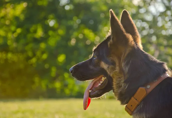 Deutscher Schäferhund — Stockfoto