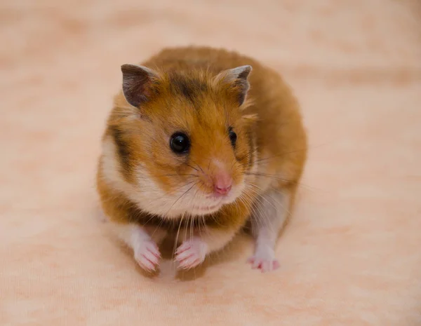 Funny Syrian hamster with food in its cheek pouches — Stock Photo, Image