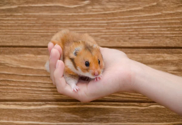 hamster