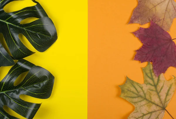 Monstera leaves and autumn maple leaves — Stock Photo, Image