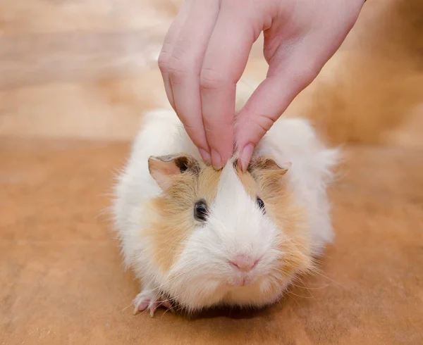 Mano accarezzando una cavia — Foto Stock