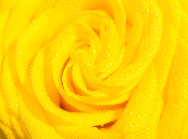 Желтая роза с утренней росой — стоковое фото