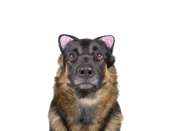 Pastor alemão usando uma cabeça de orelha de gato — Fotografia de Stock