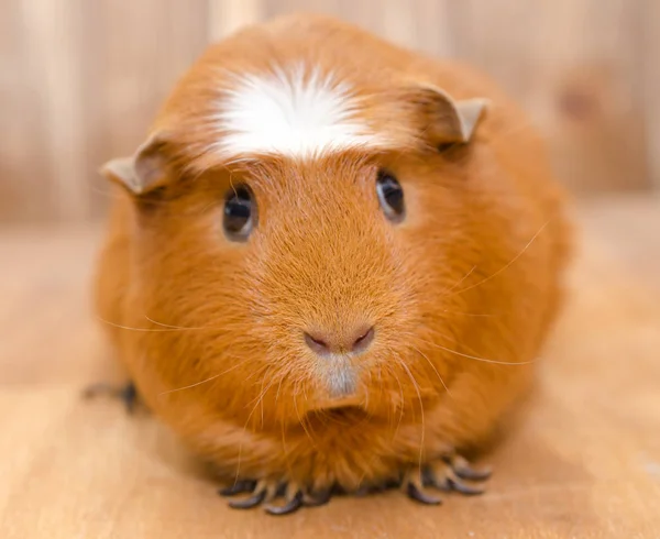 Meerschweinchen — Stockfoto