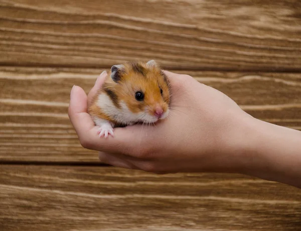 Syrian hamster sitting on a child hand — Stock Photo, Image