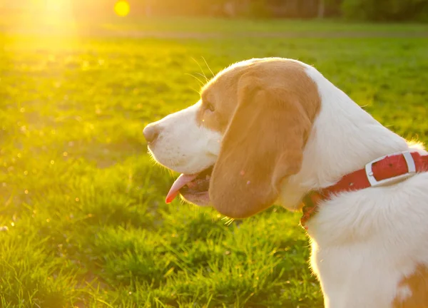 Beagle cucciolo — Foto Stock