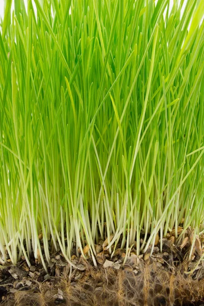 Bright green grass and roots — Stock Photo, Image
