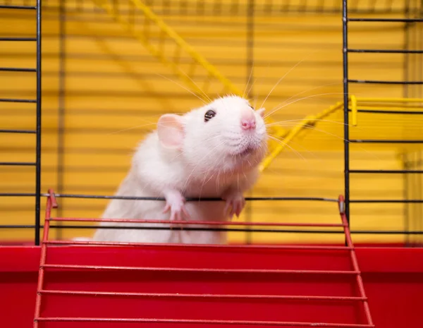 Cute szczur laboratoryjnych rasy Dumbo — Zdjęcie stockowe