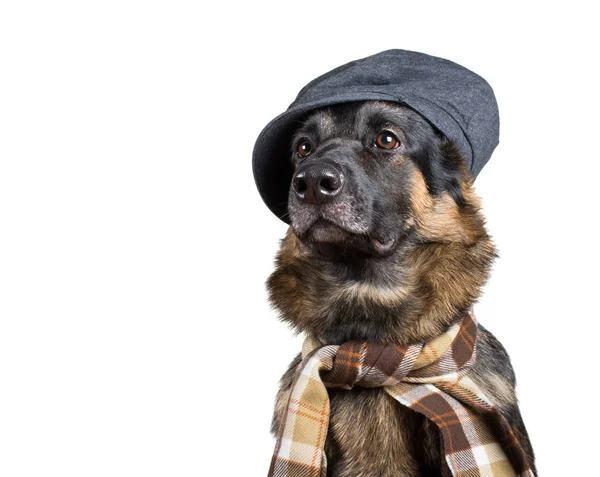 Cão engraçado bonito vestindo um boné liso e um lenço — Fotografia de Stock