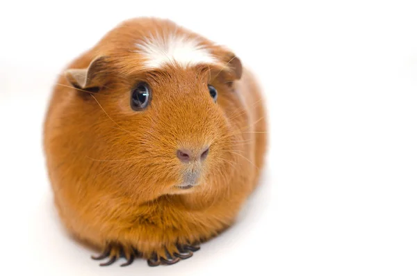 Guinea pig — Stock Photo, Image