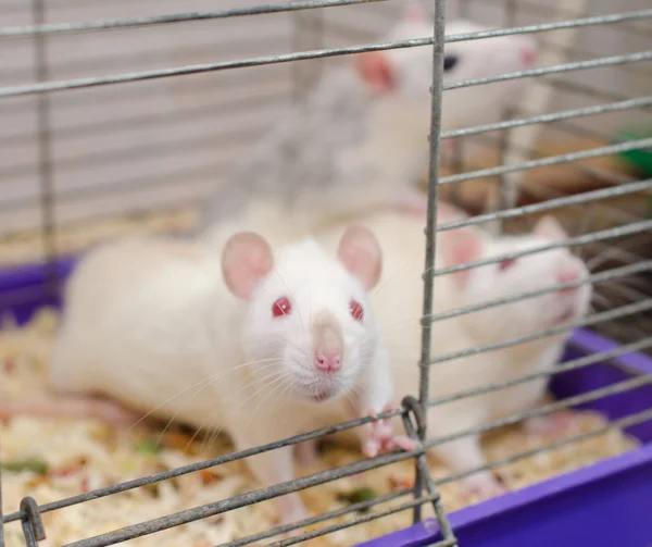 Rat — Stockfoto