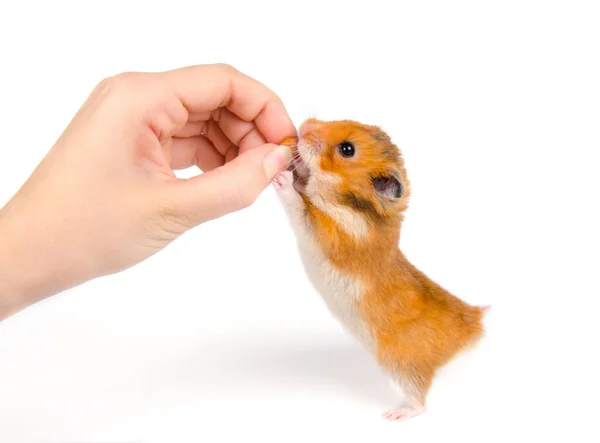 hamster