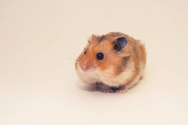 Hamster doré mignon avec de la nourriture dans ses poches à joues — Photo