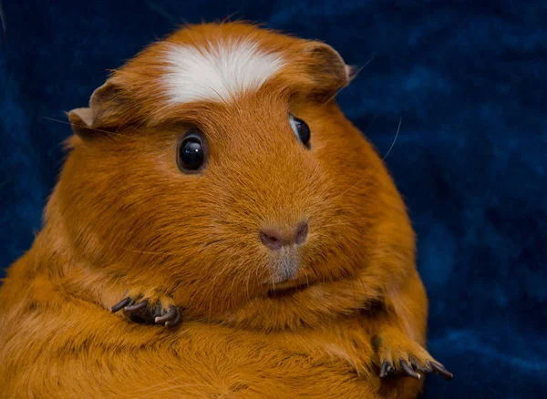 Cerdo de Guinea —  Fotos de Stock