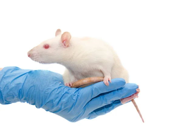 Rat de laboratoire entre les mains d'un chercheur — Photo
