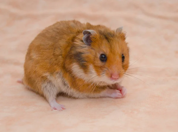 Hamster – stockfoto