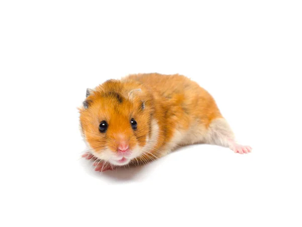 Hamster — Stock Photo, Image