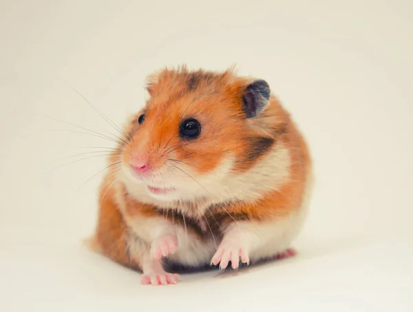 Syrischer hamster — Stockfoto